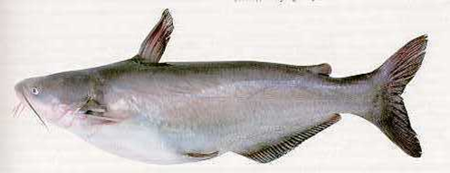 BlueCatfish