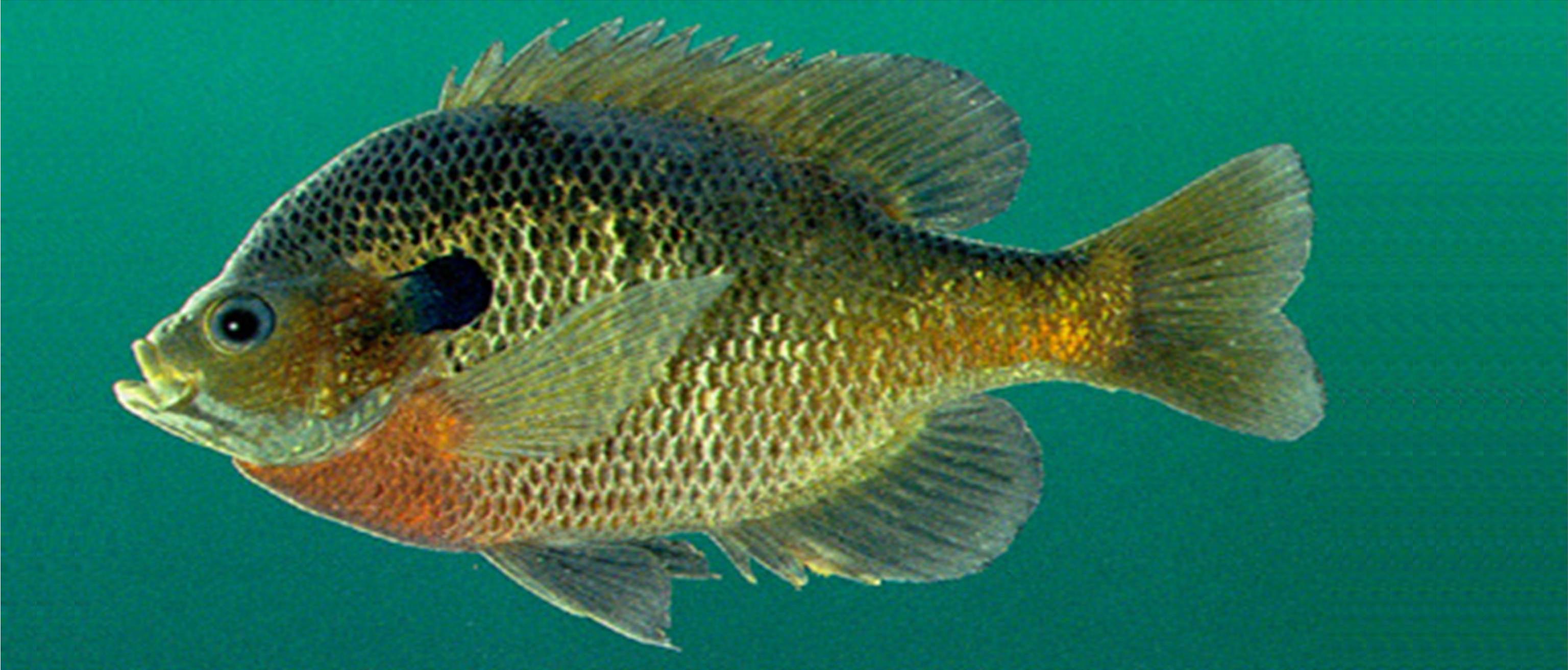 Bluegill Sunfish