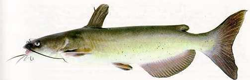 Channel Catfish