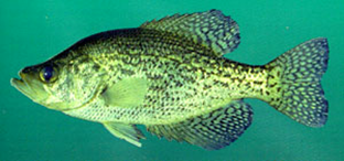 Crappie