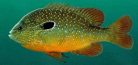 DollarSunfish