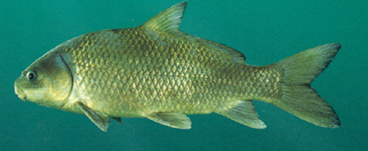 SmallmouthBuffalo