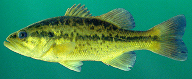 SpottedBass