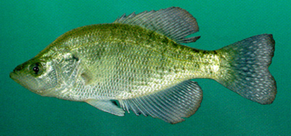 White Crappie