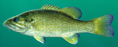 Smallmouth Bass 