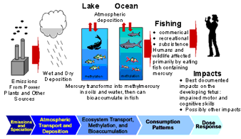 how mercury moves through environment